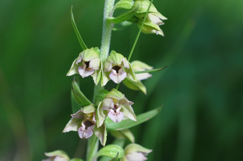 helleborine  Apuane